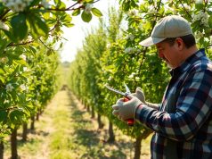 Ne ratez pas cette taille printanière : elle booste la croissance de vos arbres fruitiers Ne ratez pas cette taille printanière : elle booste la croissance de vos arbres fruitiers