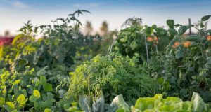 Pourquoi vous devez planter ces légumes avant fin mars pour un potager ultra-abondant Pourquoi vous devez planter ces légumes avant fin mars pour un potager ultra-abondant