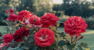 Cet engrais naturel booste vos rosiers et garantit une floraison XXL Cet engrais naturel booste vos rosiers et garantit une floraison XXL