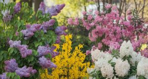 Ces 4 arbustes printaniers fleurissent sans entretien et embellissent votre extérieur Ces 4 arbustes printaniers fleurissent sans entretien et embellissent votre extérieur