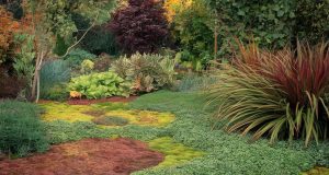 Oubliez le gazon ! Ces 3 plantes tapissantes transforment votre jardin en un paradis verdoyant Oubliez le gazon ! Ces 3 plantes tapissantes transforment votre jardin en un paradis verdoyant