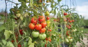 Plus jamais de mildiou sur vos tomates, c’est possible ? La stratégie de prévention en 4 étapes clés Plus jamais de mildiou sur vos tomates, c'est possible ? La stratégie de prévention en 4 étapes clés