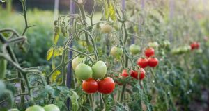 Vous arrosez vos tomates par le dessus ? Arrêtez tout, c’est la pire erreur favorisant le mildiou Vous arrosez vos tomates par le dessus ? Arrêtez tout, c'est la pire erreur favorisant le mildiou