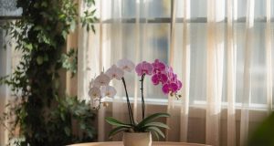 L’astuce pour faire refleurir une orchidée qui ne donne plus rien : un peu de patience et le bon geste L'astuce pour faire refleurir une orchidée qui ne donne plus rien : un peu de patience et le bon geste