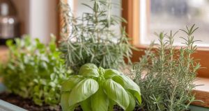 Oubliez les engrais chimiques pour vos aromatiques : Le secret d’un goût authentique est ailleurs Oubliez les engrais chimiques pour vos aromatiques : Le secret d'un goût authentique est ailleurs
