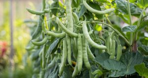Haricots verts paresseux cette saison ? La méthode choc pour une récolte abondante et continue Haricots verts paresseux cette saison ? La méthode choc pour une récolte abondante et continue