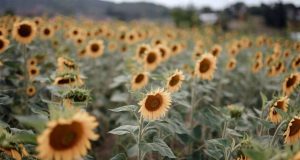Tournesols qui peinent à atteindre leur taille XXL ? L’astuce pour des tiges géantes et des fleurs énormes Tournesols qui peinent à atteindre leur taille XXL ? L'astuce pour des tiges géantes et des fleurs énormes