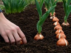 Mes tulipes sont toujours moches » : le secret de la profondeur de plantation qui change absolument tout Mes tulipes sont toujours moches" : le secret de la profondeur de plantation qui change absolument tout