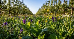 Arboriculture : bien gérer ses couverts végétaux spontanés sur l’inter-rang Arboriculture : bien gérer ses couverts végétaux spontanés sur l'inter-rang