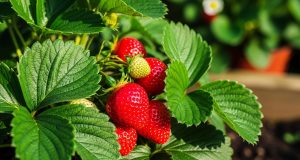 Fraisiers : arrosez-les avec cet ingrédient de cuisine au printemps et vos fruits seront nettement plus gros Fraisiers : arrosez-les avec cet ingrédient de cuisine au printemps et vos fruits seront nettement plus gros