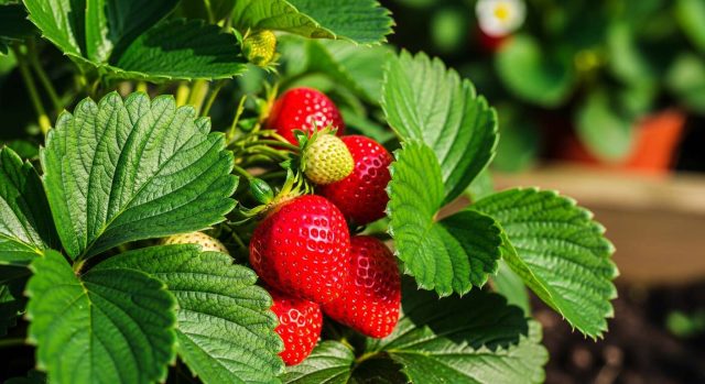Fraisiers : arrosez-les avec cet ingrédient de cuisine au printemps et vos fruits seront nettement plus gros