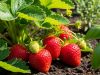 Les fraisiers produisent des fruits plus généreux si on les arrose au printemps avec cet ingrédient de cuisine Les fraisiers produisent des fruits plus généreux si on les arrose au printemps avec cet ingrédient de cuisine